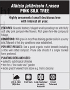 Picture of HOUSEPLANT ALBIZIA JULIBRISSIN ROSEA PINK SILK TREE                                                                                                   