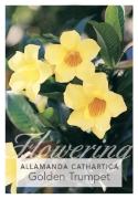 Picture of ALLAMANDA CATHARTICA SCHOTTII                                                                                                                         