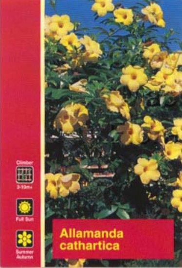 Picture of ALLAMANDA CATHARTICA                                                                                                                                  