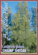 Picture of CASUARINA GLAUCA SWAMP SHEOAK                                                                                                                         