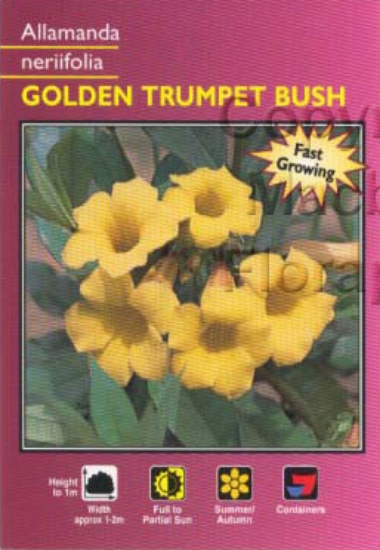 Picture of ALLAMANDA NERIFOLIA GOLDEN TRUMPET BUSH                                                                                                               