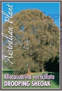 Picture of ALLOCASUARINA VERTICILLATA DROOPING SHEOAK                                                                                                            