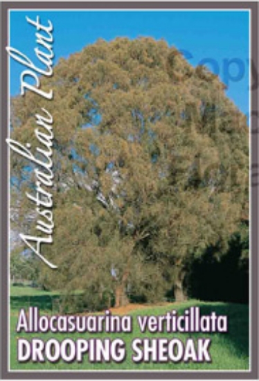 Picture of ALLOCASUARINA VERTICILLATA DROOPING SHEOAK                                                                                                            