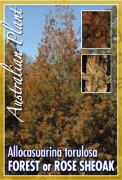 Picture of ALLOCASUARINA TORULOSA                                                                                                                                