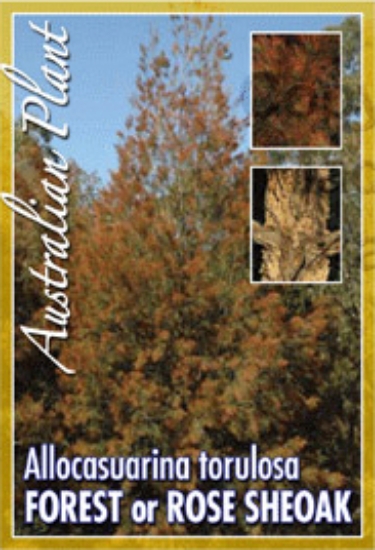 Picture of ALLOCASUARINA TORULOSA                                                                                                                                