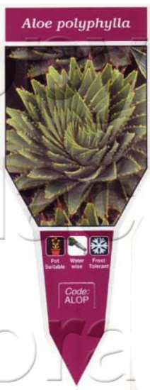 Picture of SUCCULENT ALOE POLYPHYLLA                                                                                                                             