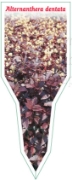 Picture of ALTERNANTHERA DENTATA                                                                                                                                 