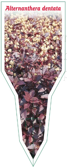 Picture of ALTERNANTHERA DENTATA                                                                                                                                 