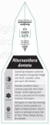 Picture of ALTERNANTHERA DENTATA                                                                                                                                 