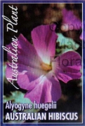 Picture of ALYOGYNE HUEGELII AUSTRALIAN HIBISCUS                                                                                                                 