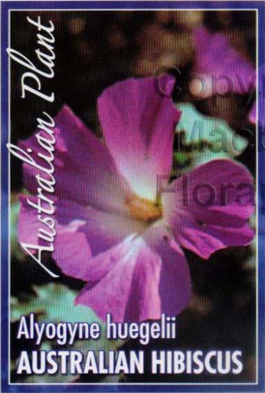 Picture of ALYOGYNE HUEGELII AUSTRALIAN HIBISCUS                                                                                                                 