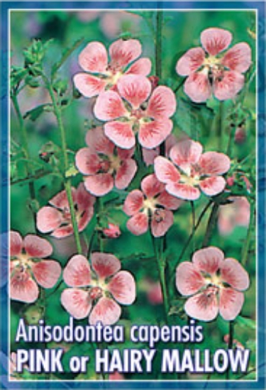 Picture of ANISODONTEA CAPENSIS PINK OR HAIRY MALLOW                                                                                                             