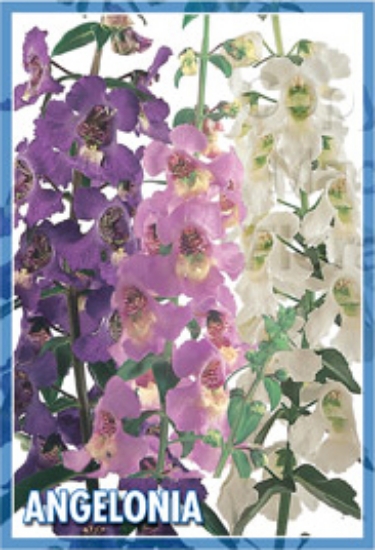 Picture of ANGELONIA ANGUSTIFOLIA SUMMER SNAPDRAGON                                                                                                              