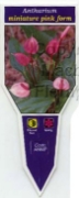 Picture of HOUSEPLANT ANTHURIUM MINIATURE PINK FORM                                                                                                              