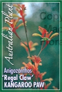 Picture of ANIGOZANTHOS REGAL CLAW                                                                                                                               