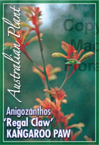 Picture of ANIGOZANTHOS REGAL CLAW                                                                                                                               