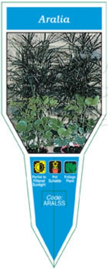 Picture of ARALIA SPECIES                                                                                                                                        