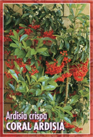 Picture of HOUSEPLANT ARDISIA CRISPA                                                                                                                             