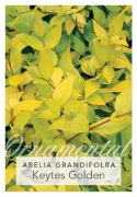 Picture of ABELIA GRANDIFLORA KEYTES GOLDEN                                                                                                                      