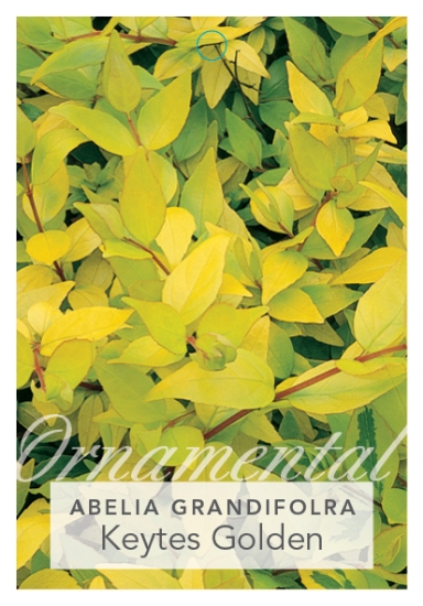 Picture of ABELIA GRANDIFLORA KEYTES GOLDEN                                                                                                                      