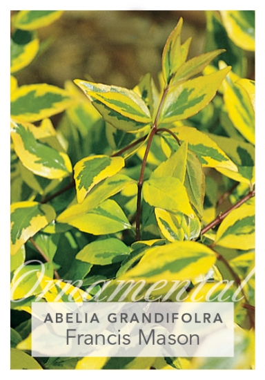 Picture of ABELIA GRANDIFLORA FRANCIS MASON                                                                                                                      