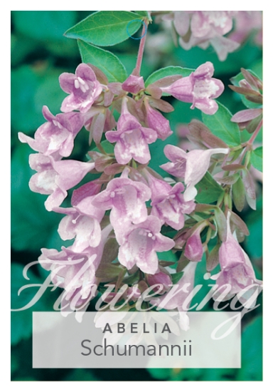 Picture of ABELIA SCHUMANNII                                                                                                                                     