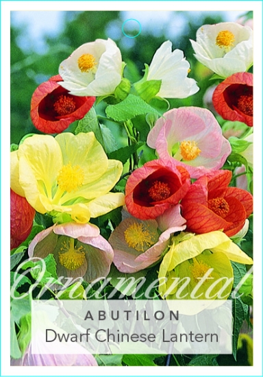 Picture of ABUTILON DWARF CHINESE LANTERN                                                                                                                        