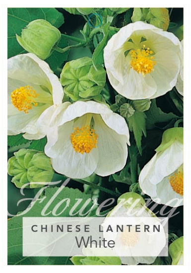 Picture of ABUTILON HYBRID WHITE CHINESE LANTERN                                                                                                                 