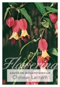Picture of ABUTILON MEGAPOTAMICUM CHINESE LANTERN                                                                                                                