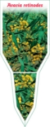 Picture of ACACIA RETINODES                                                                                                                                      