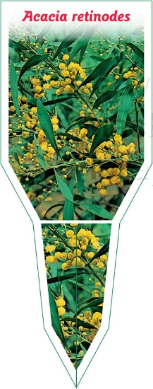 Picture of ACACIA RETINODES                                                                                                                                      