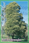 Picture of ACACIA MELANOXYLON                                                                                                                                    