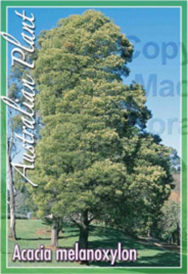 Picture of ACACIA MELANOXYLON                                                                                                                                    