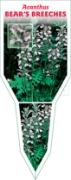 Picture of ACANTHUS MOLLIS BEARS BREECHES OR OYSTER PLANT                                                                                                        