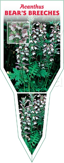 Picture of ACANTHUS MOLLIS BEARS BREECHES OR OYSTER PLANT                                                                                                        