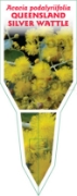 Picture of ACACIA PODALYRIIFOLIA QUEENSLAND SILVER WATTLE                                                                                                        