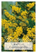 Picture of ACACIA BAILEYANA COOTAMUNDRA WATTLE                                                                                                                   