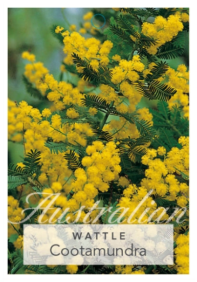 Picture of ACACIA BAILEYANA COOTAMUNDRA WATTLE                                                                                                                   