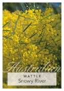 Picture of ACACIA BOORMANII SNOWY RIVER                                                                                                                          