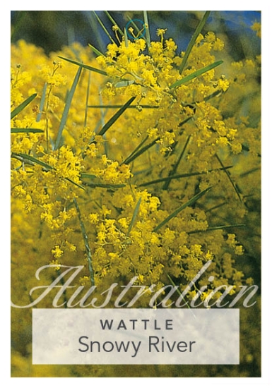 Picture of ACACIA BOORMANII SNOWY RIVER                                                                                                                          