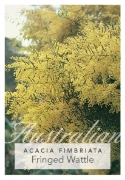 Picture of ACACIA FIMBRIATA FRINGED WATTLE                                                                                                                       