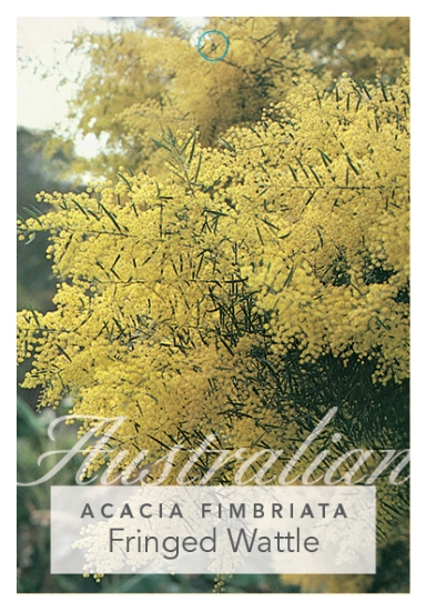 Picture of ACACIA FIMBRIATA FRINGED WATTLE                                                                                                                       