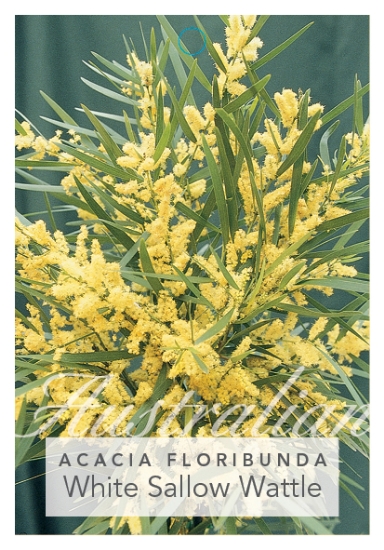 Picture of ACACIA FLORIBUNDA WHITE SALLOW WATTLE                                                                                                                 