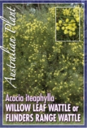 Picture of ACACIA ITEAPHYLLA WILLOW LEAF WATTLE                                                                                                                  