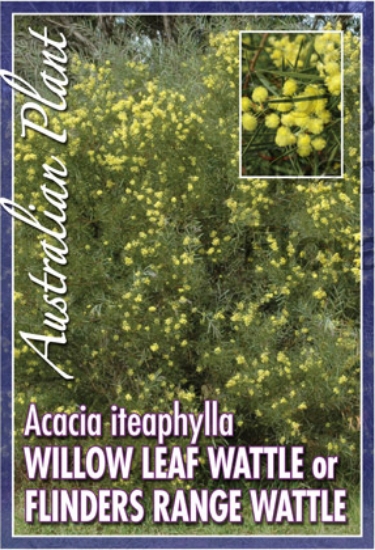 Picture of ACACIA ITEAPHYLLA WILLOW LEAF WATTLE                                                                                                                  
