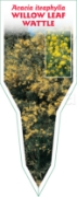 Picture of ACACIA ITEAPHYLLA WILLOW LEAF WATTLE                                                                                                                  