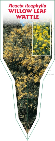 Picture of ACACIA ITEAPHYLLA WILLOW LEAF WATTLE                                                                                                                  