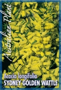 Picture of ACACIA LONGIFOLIA SYDNEY GOLDEN WATTLE                                                                                                                