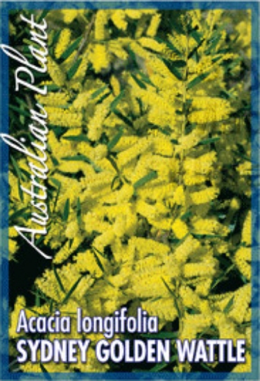 Picture of ACACIA LONGIFOLIA SYDNEY GOLDEN WATTLE                                                                                                                
