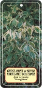 Picture of ACER NEGUNDO VARIEGATUM Jumbo Tag                                                                                                                     